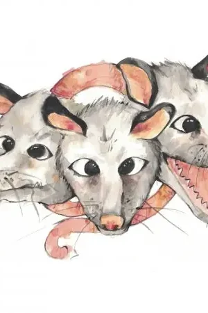 Grab Now Opossums - Opossums (LP)